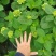 无尽夏绣球八仙花2加仑