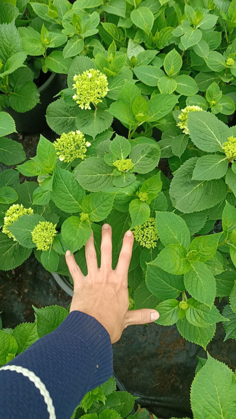 无尽夏绣球八仙花2加仑