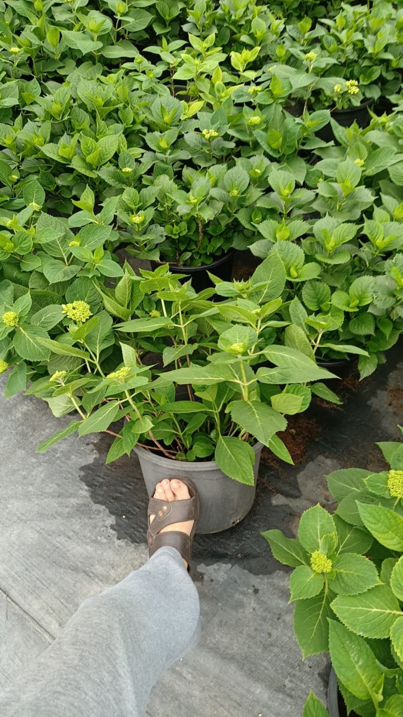 无尽夏绣球八仙花2加仑