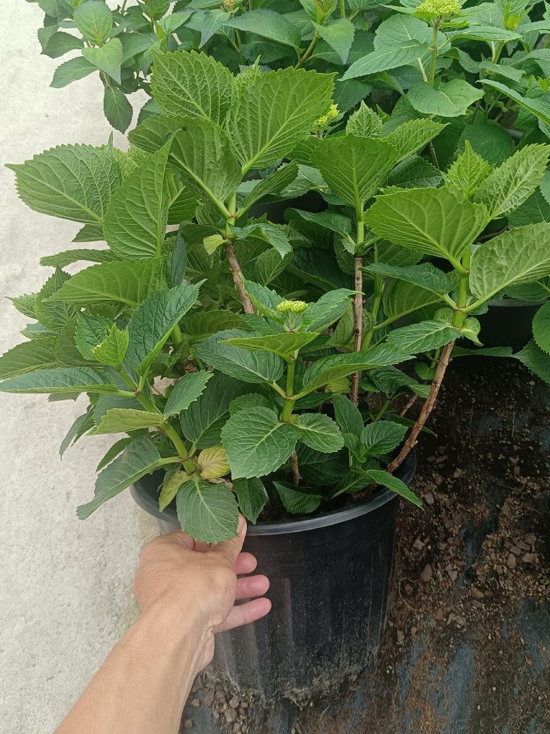 无尽夏绣球八仙花2加仑