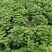 无尽夏绣球八仙花2加仑