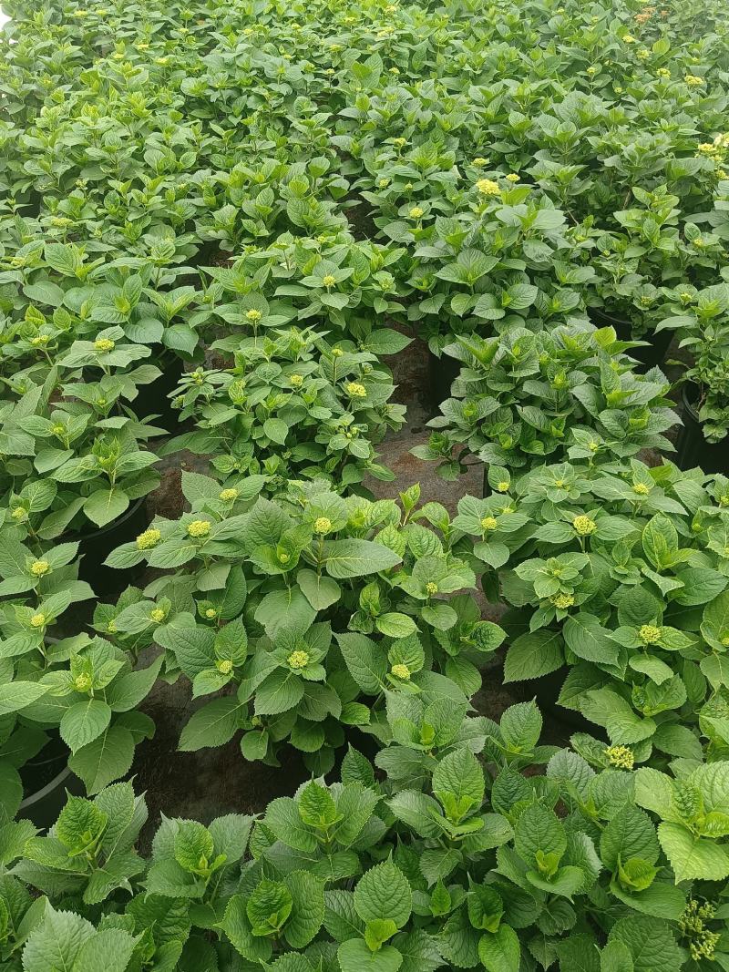 无尽夏绣球八仙花2加仑