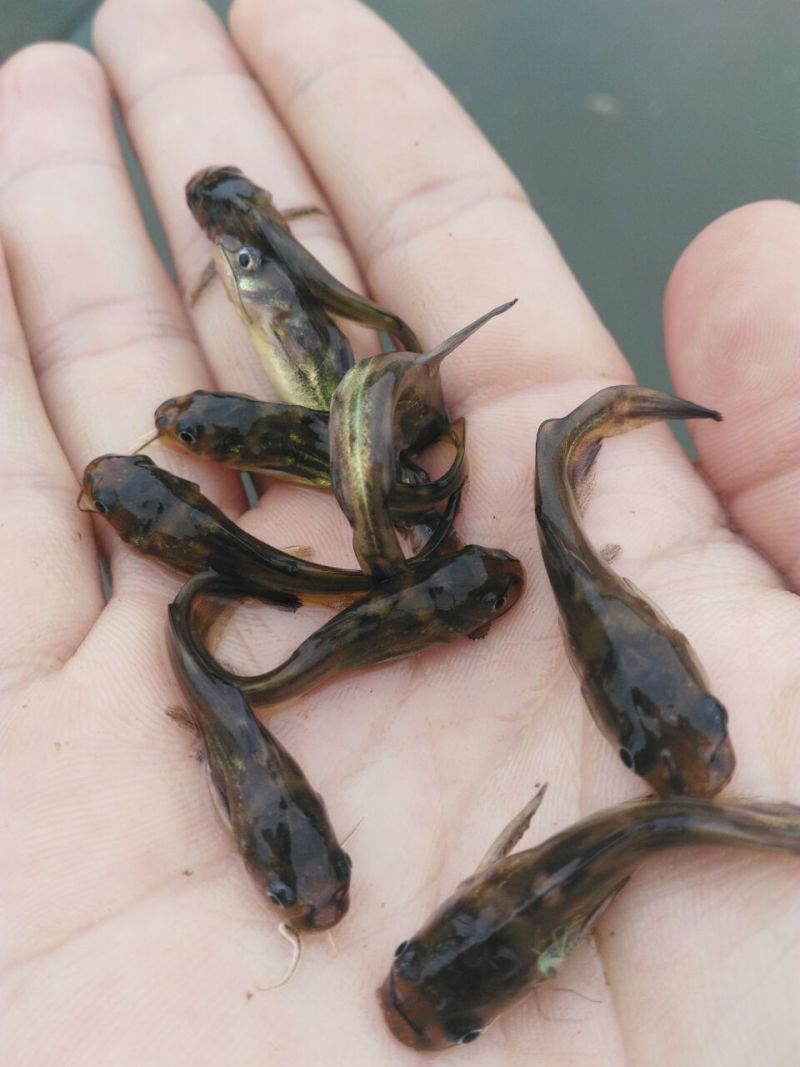 黄骨鱼苗黄颡鱼黄辣丁淡水鱼苗活体耐活好养快大养殖指导