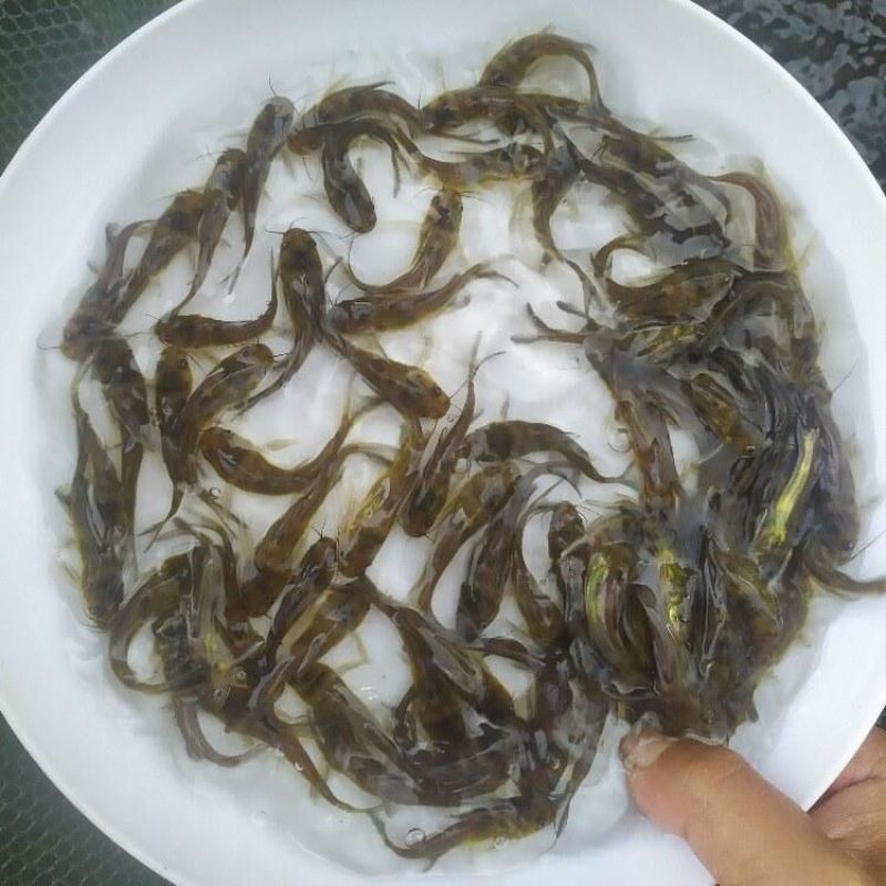 杂交黄骨鱼苗黄颡鱼苗黄辣丁鱼苗规格多种选择黄颡鱼苗