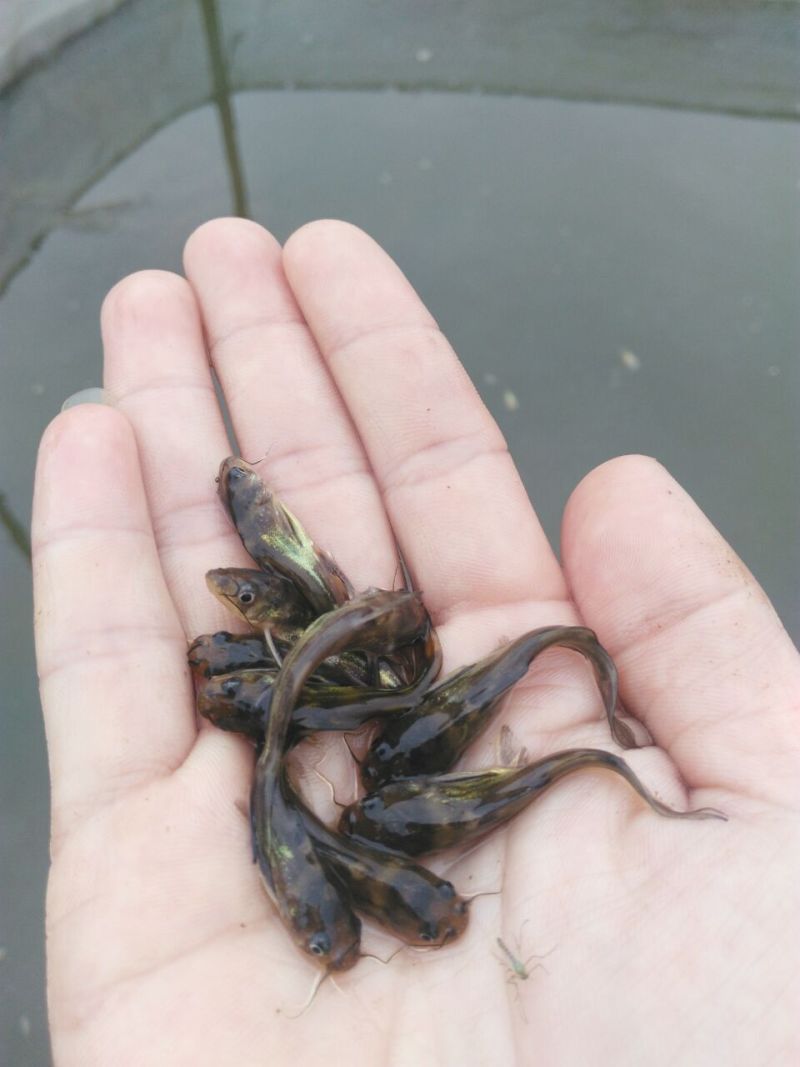 杂交黄骨鱼苗黄颡鱼苗黄辣丁鱼苗规格多种选择黄颡鱼苗