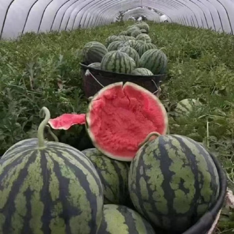 夏邑711西瓜🍉，河南美都西瓜🍉，大量有货价格不高