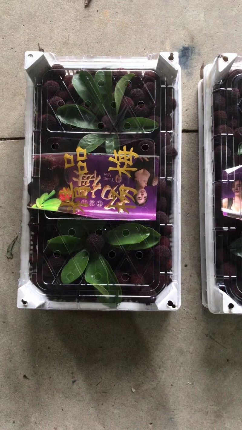 电商与加工厂和超市热门**杨梅已经开始新鲜上市