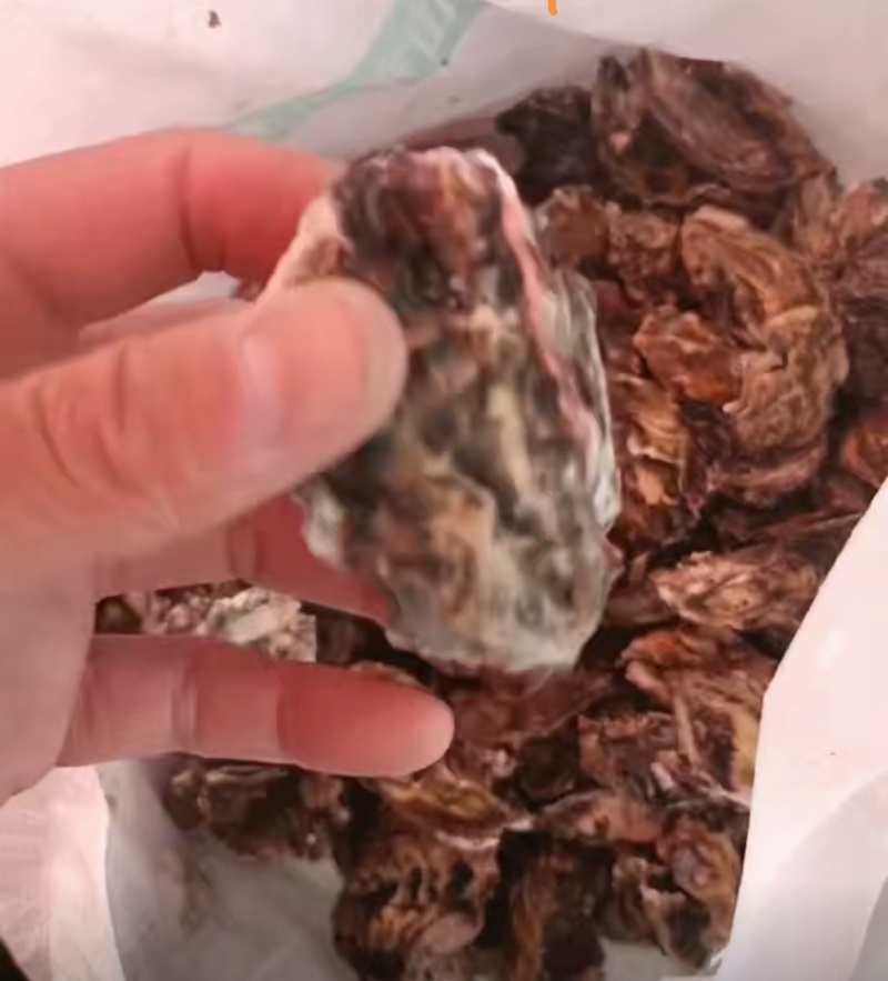 大家好，中小溥壳蛎子大量批发，支持电商，社区团购，市场等
