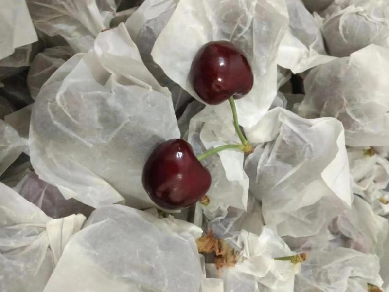 【精品】天水套袋樱桃胜利樱桃一手货源新鲜上市全国发货