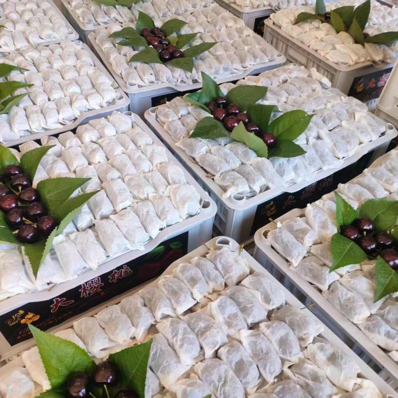 【精品】天水套袋樱桃胜利樱桃一手货源新鲜上市全国发货
