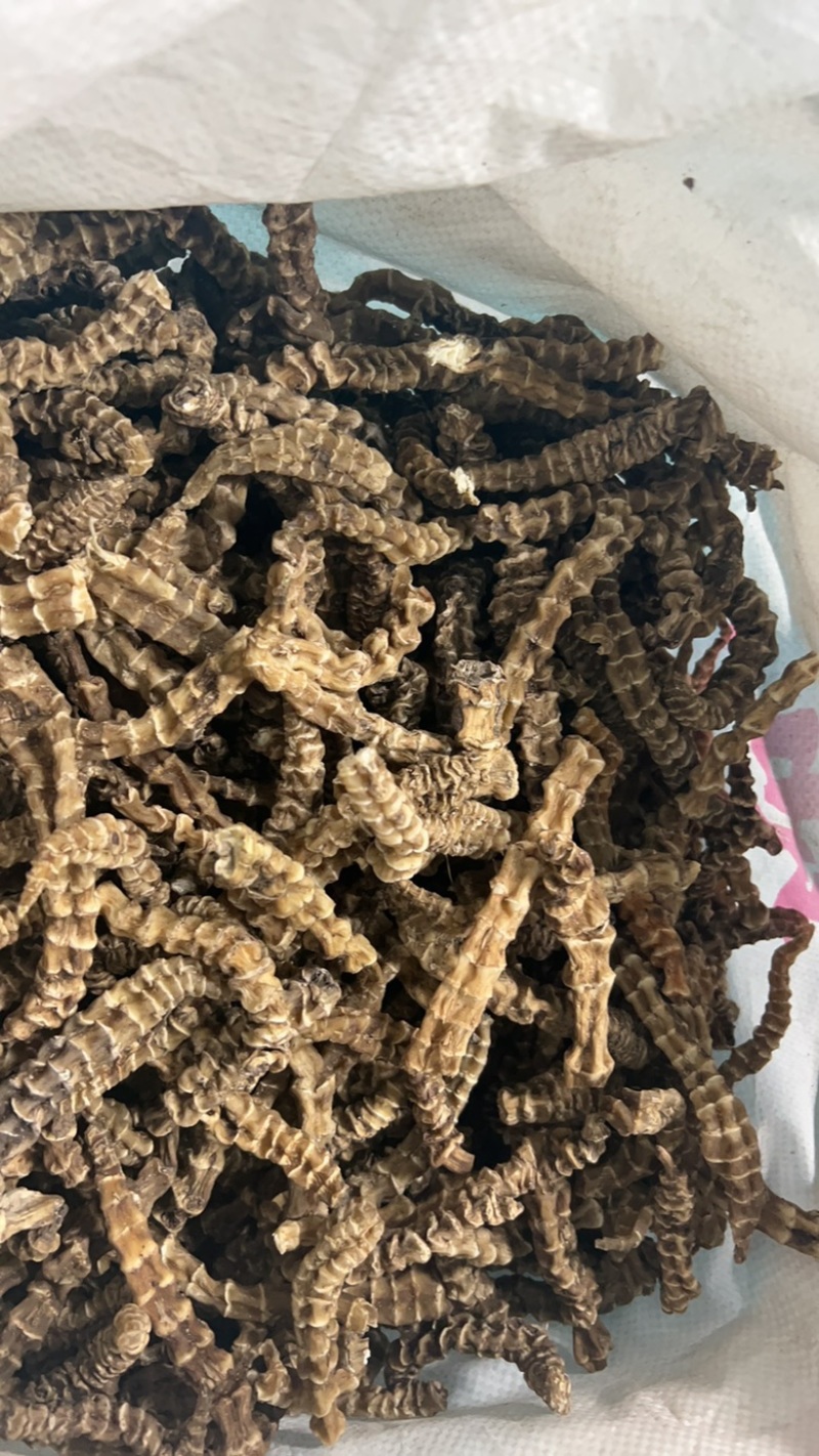 云南地参(虫草参）一斤起批包邮品质好价格优惠