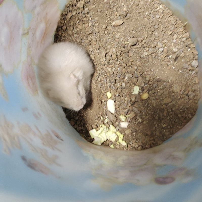 各种小熊
