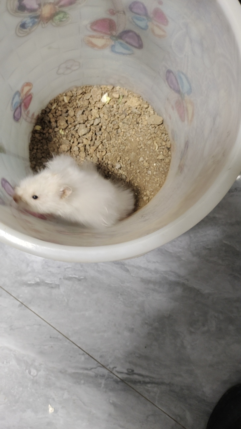 各种小熊