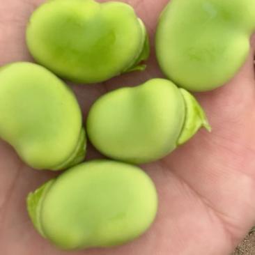 城固县精品蚕豆，个头大。粒粒饱满。大量上市。对接全国