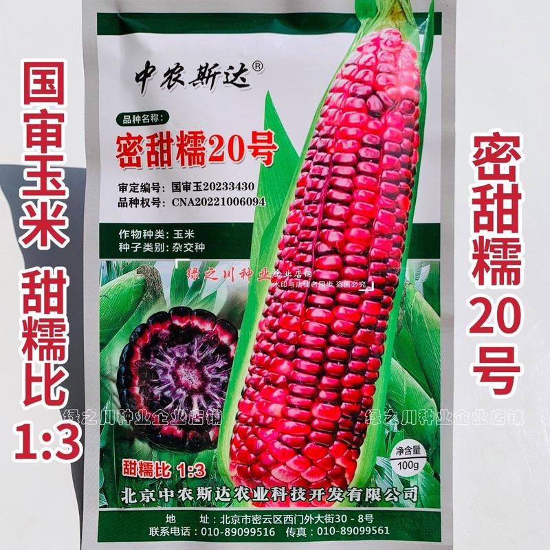 国审玉米种子密甜糯20号紫黑甜糯玉米种子鲜食糯玉米种子