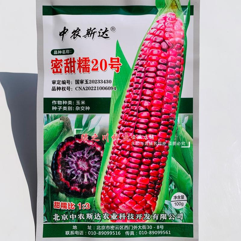 国审玉米种子密甜糯20号紫黑甜糯玉米种子鲜食糯玉米种子