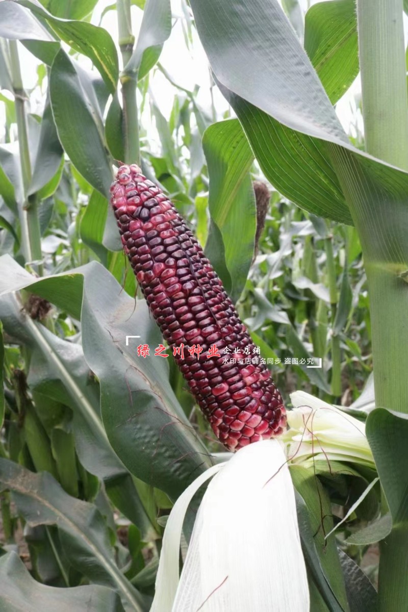 国审玉米种子密甜糯20号紫黑甜糯玉米种子鲜食糯玉米种子