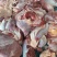 国产牛肉内蒙大块牛肉牛前牛后，纯干货非调理品，活牛屠宰，