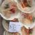 蒜蓉粉丝贝类半壳天鹅蛋烧烤食材海鲜自助食材贝类小蚌仔