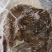 国产冻牛毛肚牛百叶，冻品，真空，晾干时间12小时以上