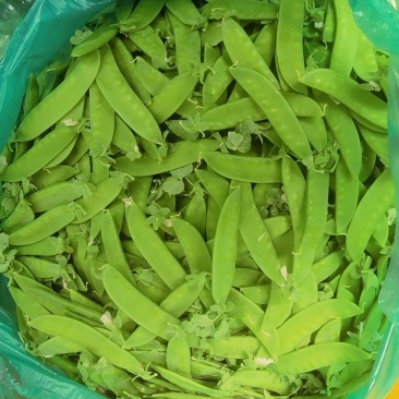 精品荷兰豆