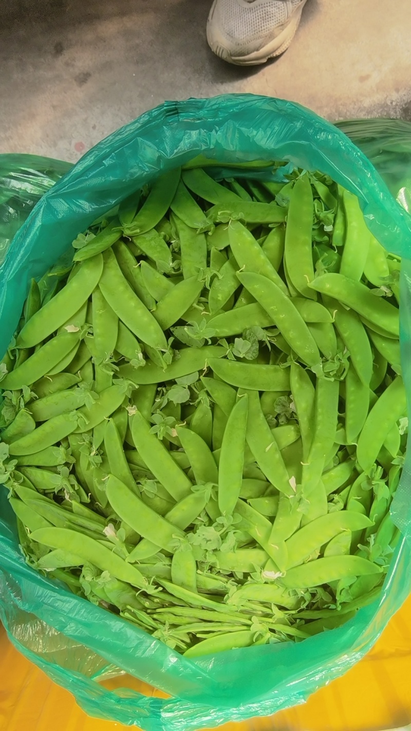 精品荷兰豆