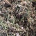 药用蒲公英野生蒲公英一公斤起发