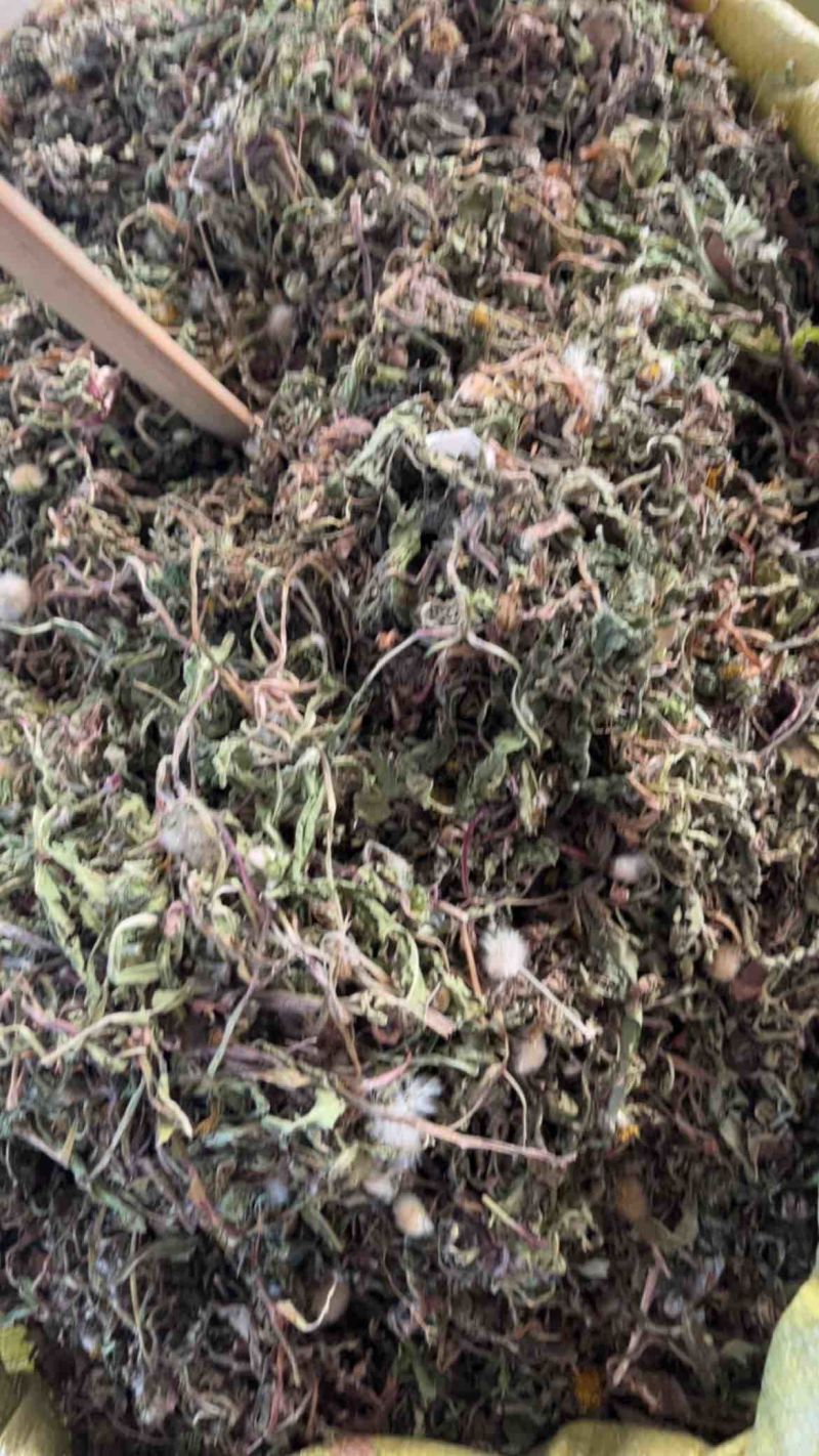 药用蒲公英野生蒲公英一公斤起发