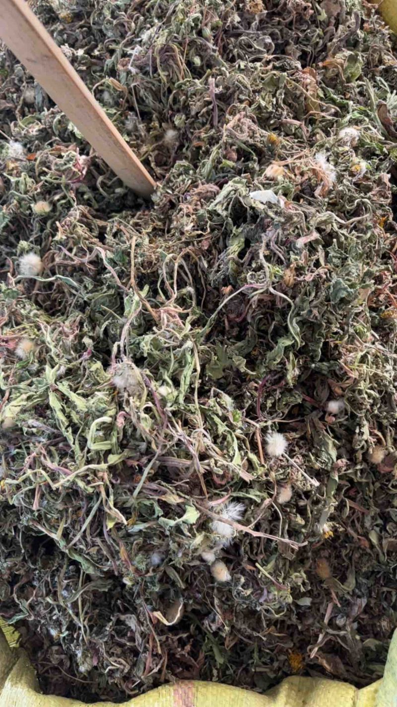 药用蒲公英野生蒲公英一公斤起发