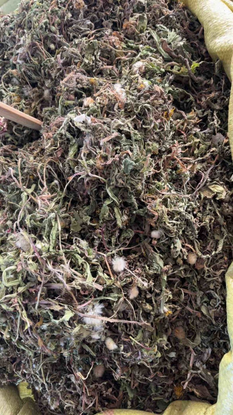药用蒲公英野生蒲公英一公斤起发