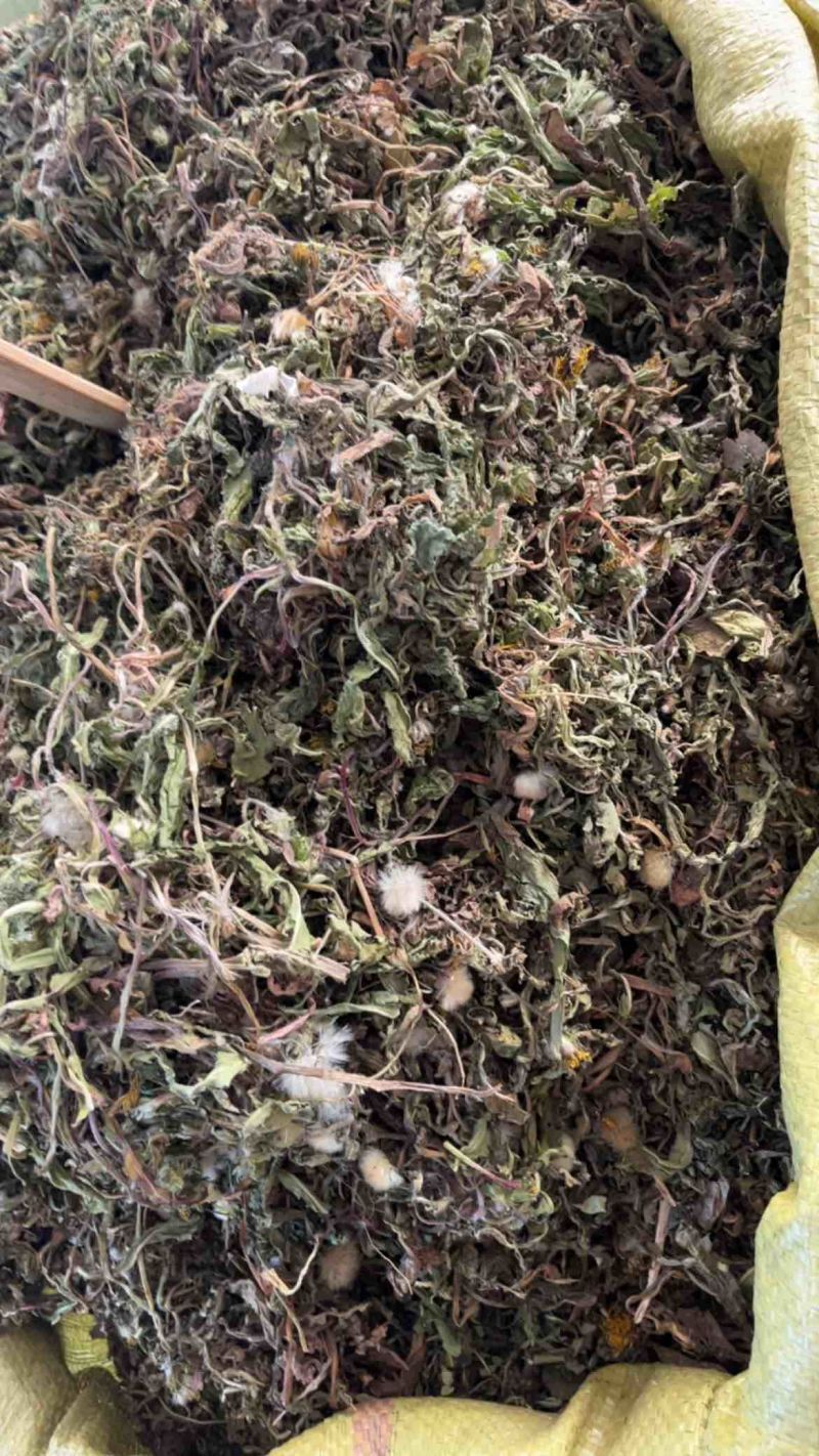 药用蒲公英野生蒲公英一公斤起发