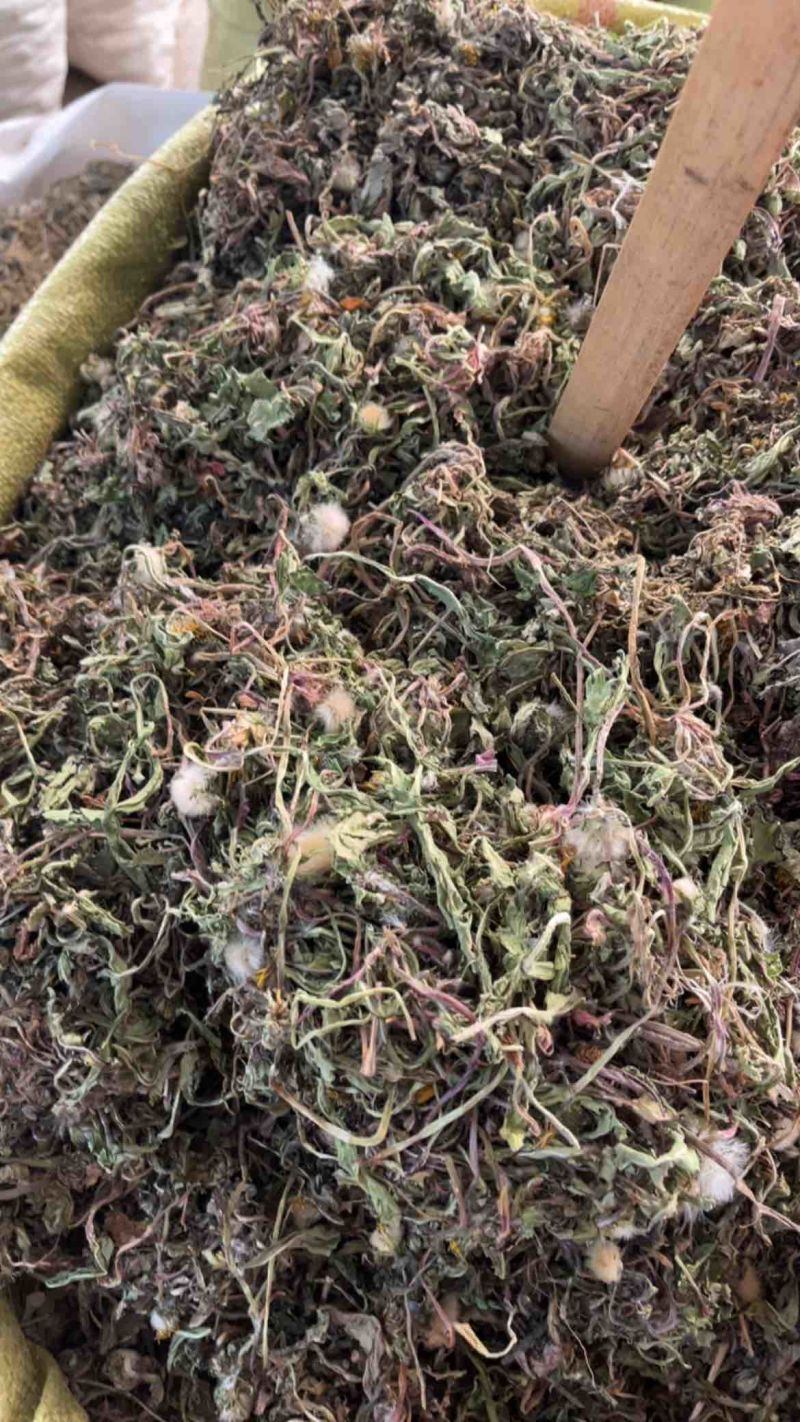 药用蒲公英野生蒲公英一公斤起发