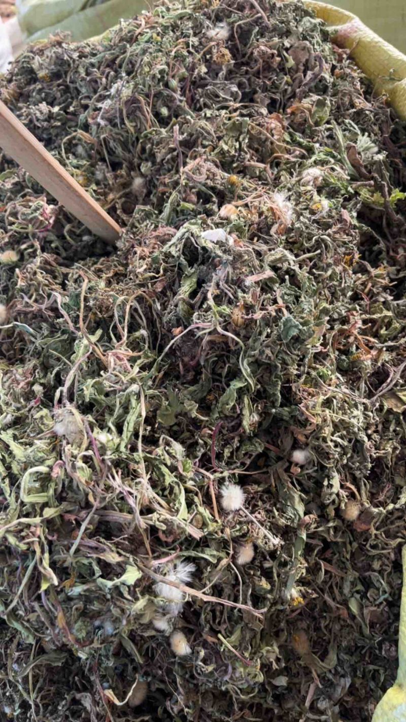 药用蒲公英野生蒲公英一公斤起发