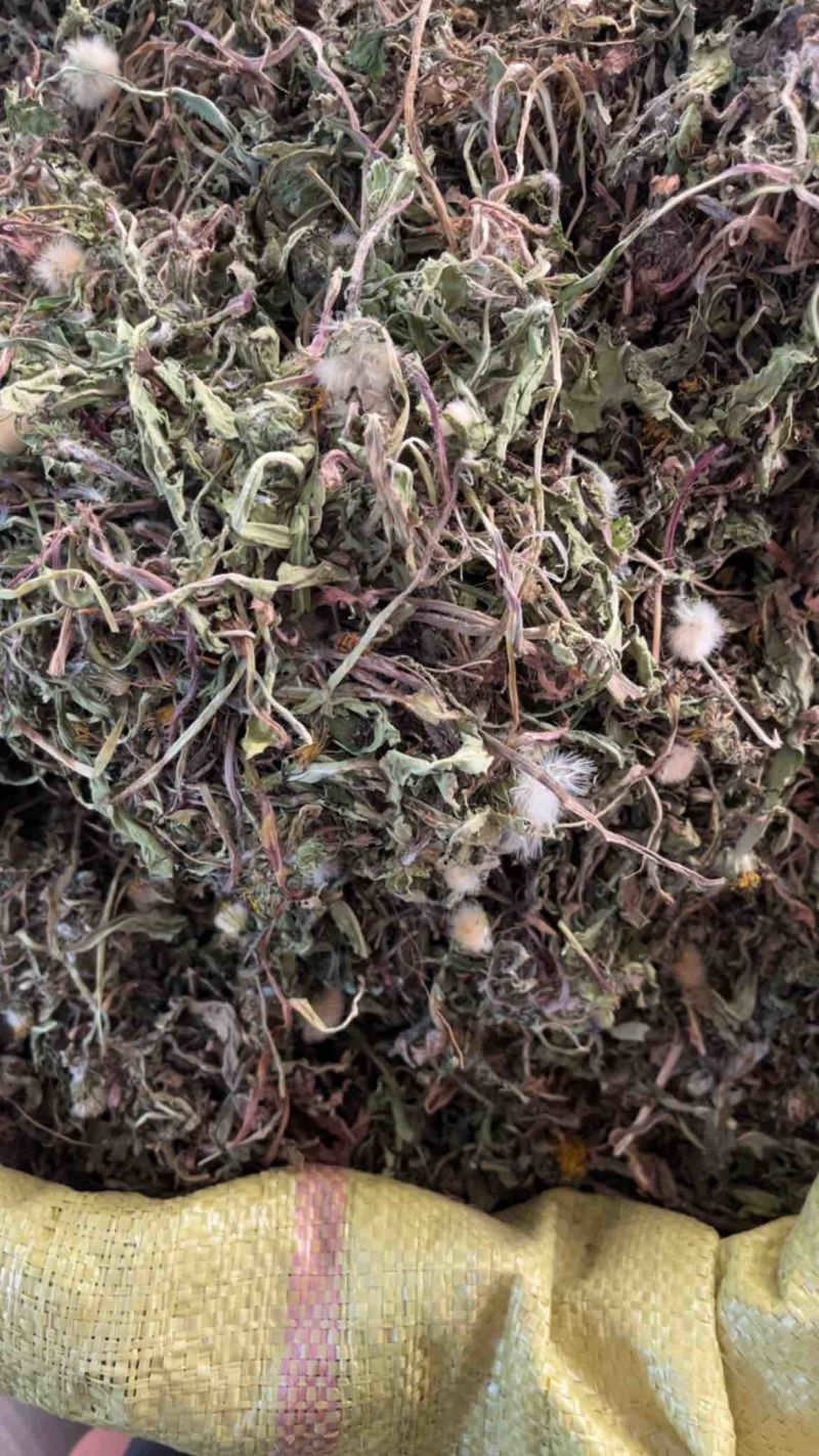 药用蒲公英野生蒲公英一公斤起发