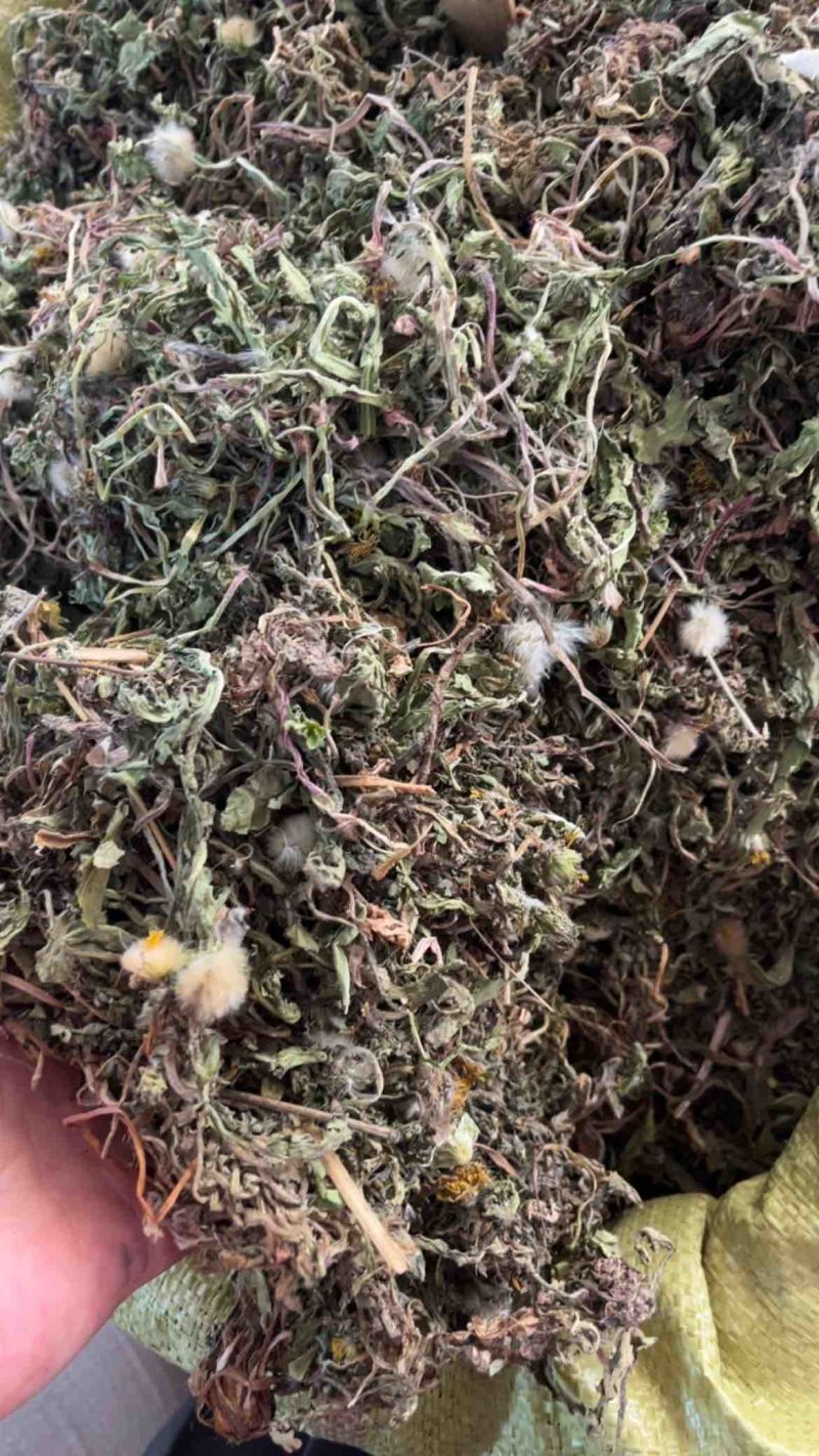 药用蒲公英野生蒲公英一公斤起发