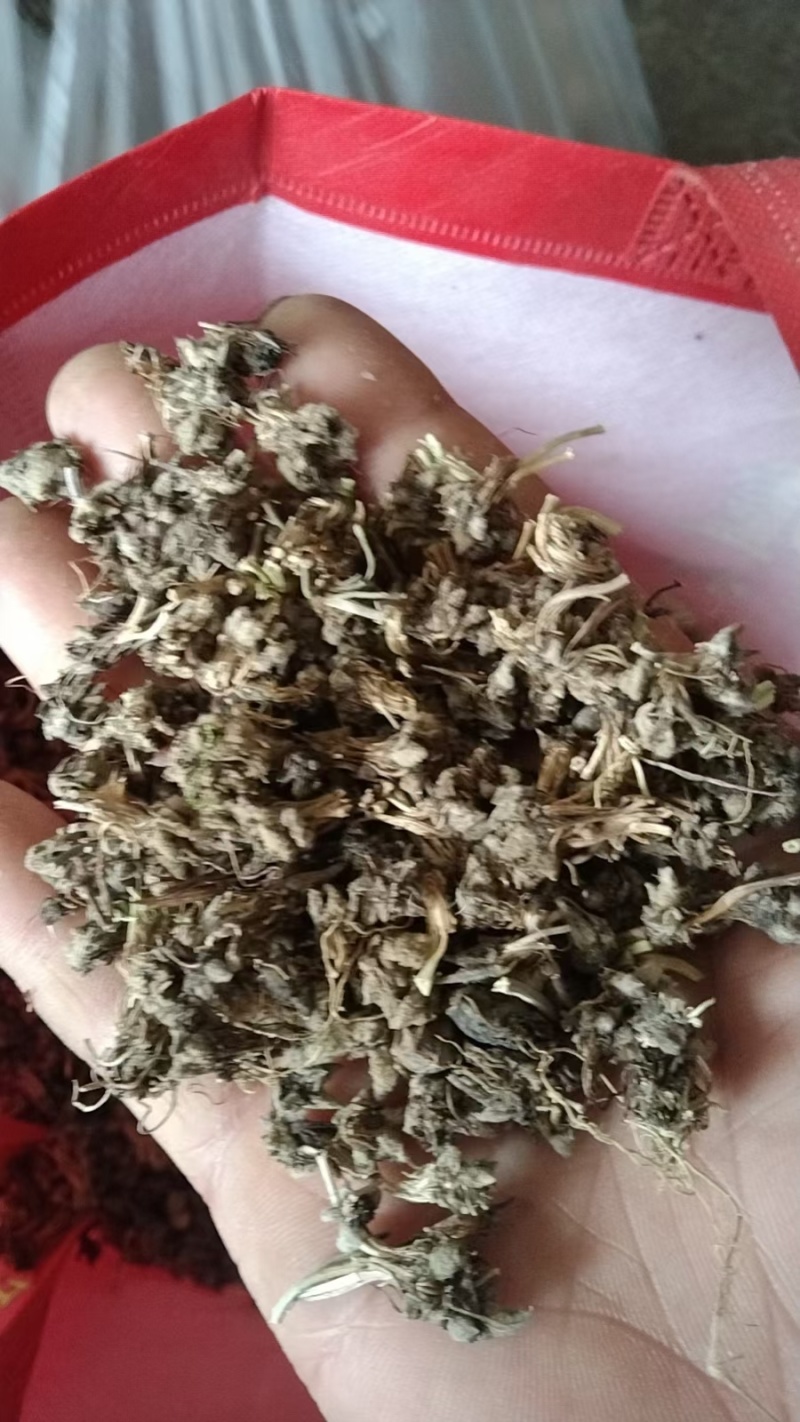 大别山野生猫爪草干货
