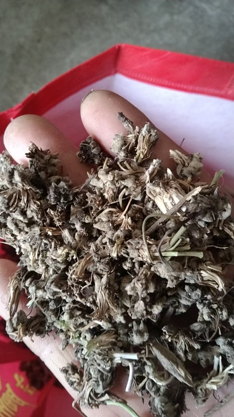 大别山野生猫爪草干货