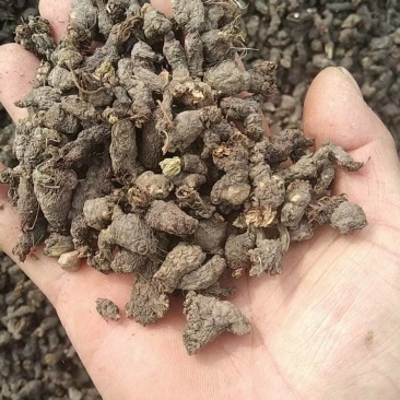 天葵子又名千年老鼠屎干货