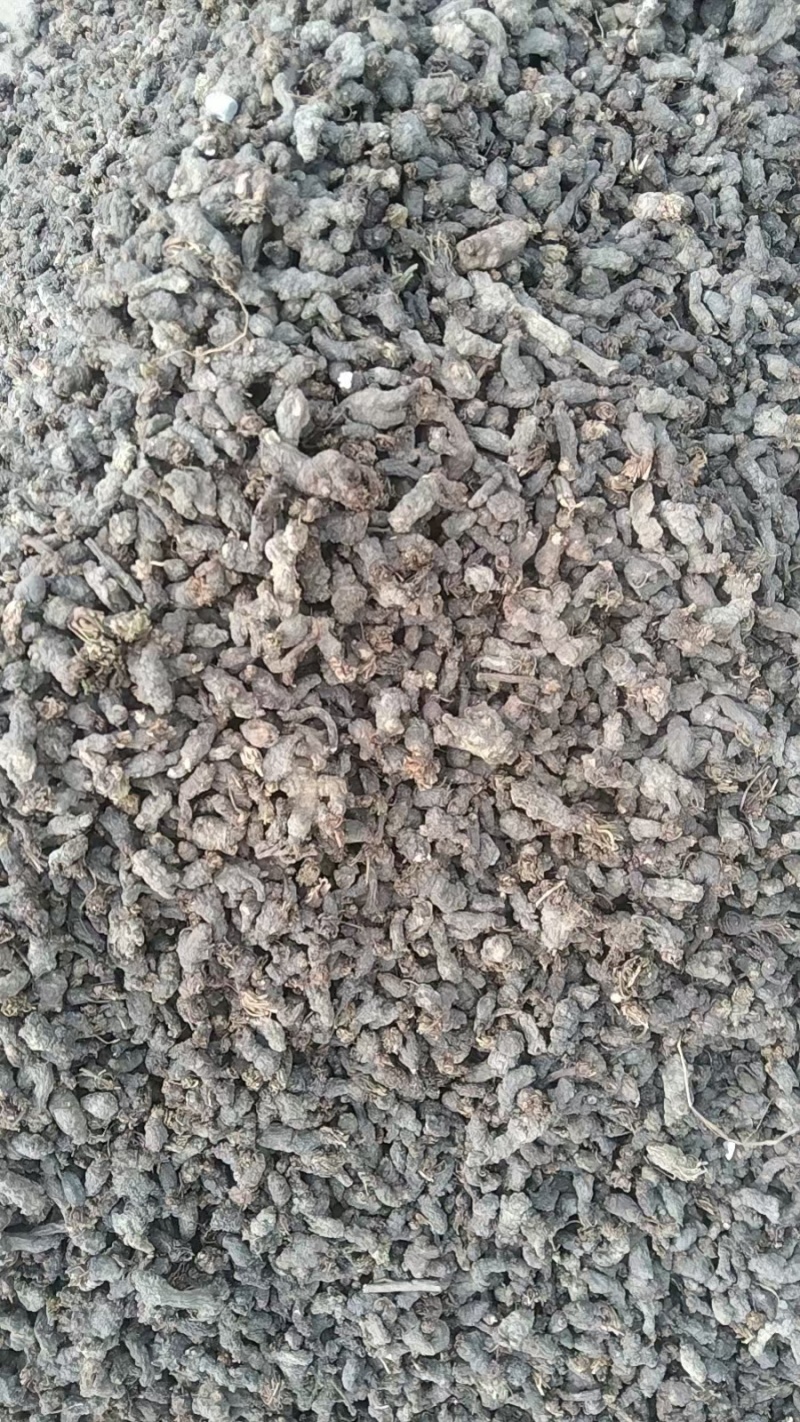 天葵子又名千年老鼠屎干货