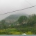 大叶少芽雨前茶