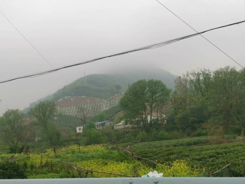 大叶少芽雨前茶