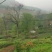 大叶少芽雨前茶