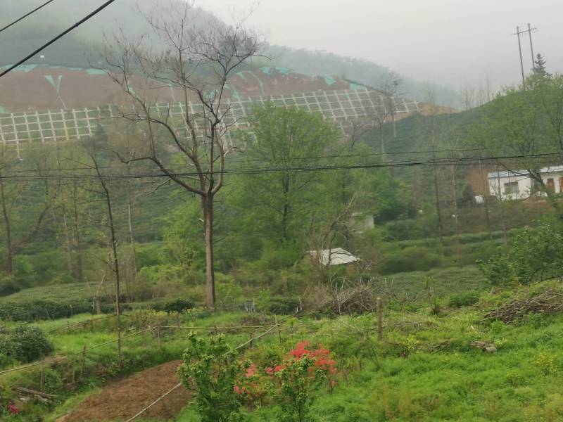 大叶少芽雨前茶