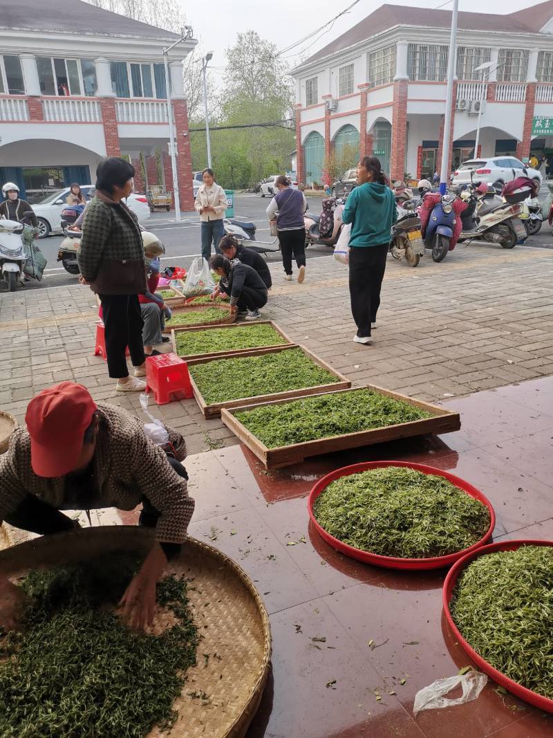 大叶少芽雨前茶