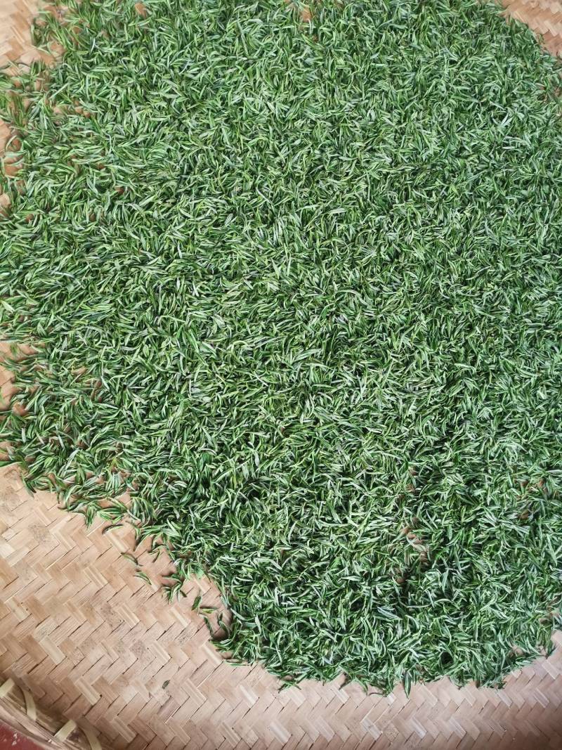 大叶少芽雨前茶