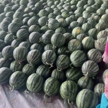 夏邑美都西瓜大量上市质量三包给我一分信任还你十分质量