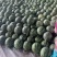 夏邑美都西瓜大量上市质量三包给我一分信任还你十分质量