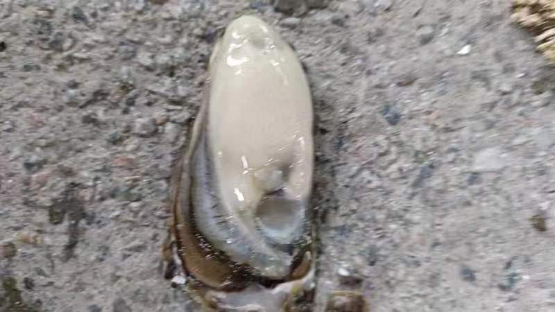 花蛤水中测试图