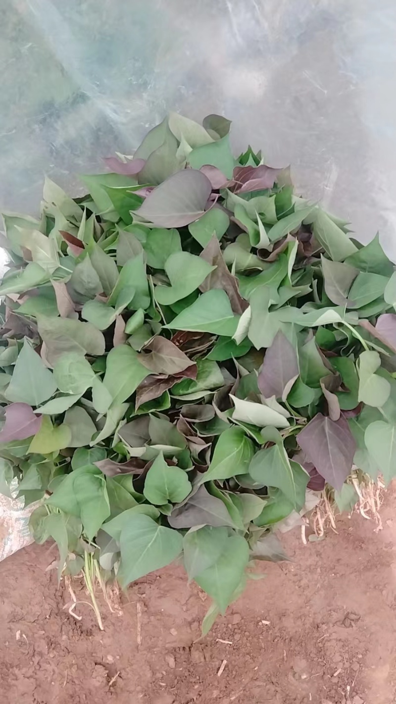 商薯苗商薯19号，育苗基地直供优质脱毒红薯苗发全国