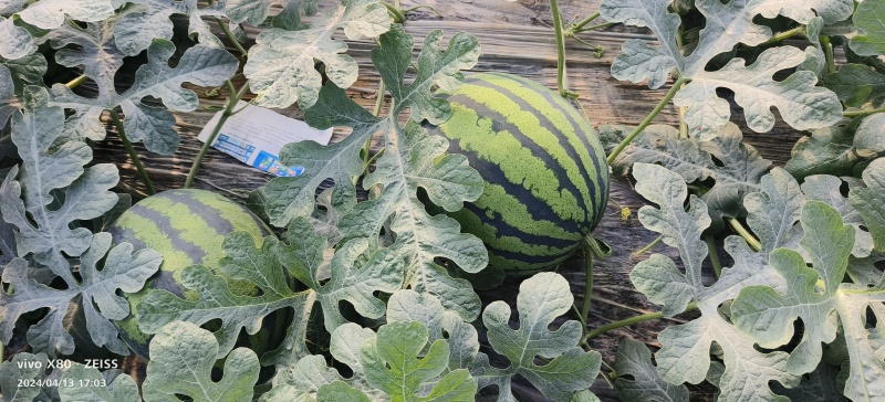 本地万亩甜王西瓜大量上市，熟度9成半以上，口感非常，价格